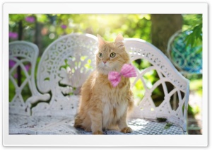 Golden Fluffy Cat Ultra HD Wallpaper for 4K UHD Widescreen desktop, tablet & smartphone