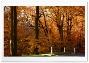 Golden Forest Ultra HD Wallpaper for 4K UHD Widescreen desktop, tablet & smartphone