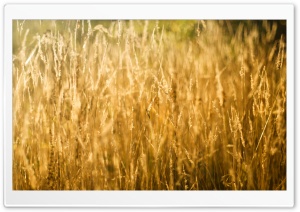 Golden Grass Ultra HD Wallpaper for 4K UHD Widescreen desktop, tablet & smartphone