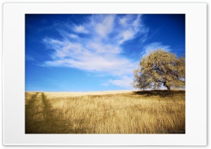 Golden grass 4K UHD Wallpaper for Widescreen and UltraWide Desktop, UltraHD TV, Smartphone, Tablet