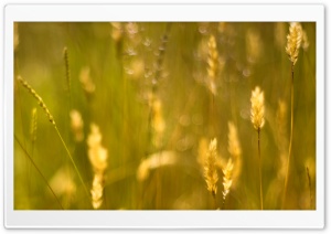 Golden Grass Seeds Ultra HD Wallpaper for 4K UHD Widescreen desktop, tablet & smartphone