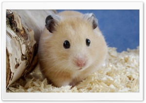 Golden Hamster Mesocricetus Auratus Ultra HD Wallpaper for 4K UHD Widescreen desktop, tablet & smartphone