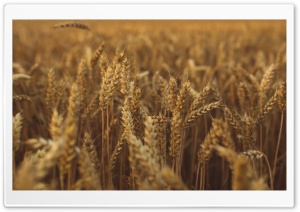 Golden Harvest Ultra HD Wallpaper for 4K UHD Widescreen desktop, tablet & smartphone