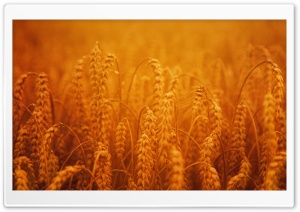 Golden Harvest Crops Ultra HD Wallpaper for 4K UHD Widescreen desktop, tablet & smartphone