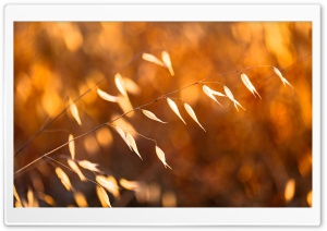 Golden Hour Ultra HD Wallpaper for 4K UHD Widescreen desktop, tablet & smartphone