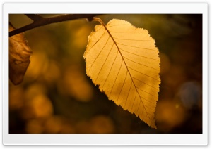 Golden Leaf Ultra HD Wallpaper for 4K UHD Widescreen desktop, tablet & smartphone