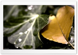 Golden Leaf (Precious But Fleeting) Ultra HD Wallpaper for 4K UHD Widescreen desktop, tablet & smartphone