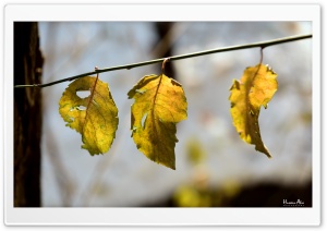 Golden Leaves Ultra HD Wallpaper for 4K UHD Widescreen desktop, tablet & smartphone