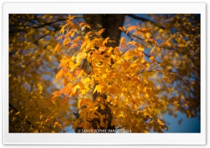 Golden Leaves, Autumn Ultra HD Wallpaper for 4K UHD Widescreen desktop, tablet & smartphone