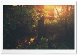 Golden Light Ultra HD Wallpaper for 4K UHD Widescreen desktop, tablet & smartphone