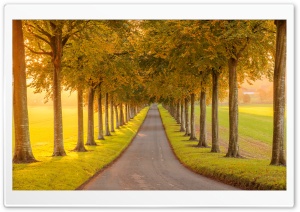 Golden Light, Road Through Aligned Trees 4K UHD Wallpaper for Widescreen and UltraWide Desktop, UltraHD TV, Smartphone, Tablet