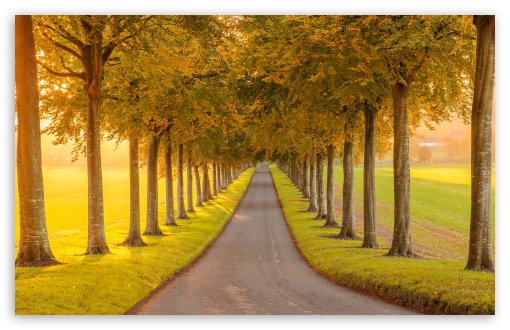 Golden Light, Road Through Aligned Trees UltraHD Wallpaper for UHD 16:9 ; HD 16:9 ; UltraWide 21:9 24:10 32:9 32:10 ; Widescreen 16:10 5:3 ; Fullscreen 4:3 5:4 3:2 ; Tablet 1:1 ; Mobile 9:16 9:19.5 9:20 9:21 9:22 10:16 2:3 3:5 3:4 ; Dual 16:10 5:3 16:9 4:3 5:4 3:2 ;