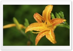 Golden Lily Ultra HD Wallpaper for 4K UHD Widescreen desktop, tablet & smartphone