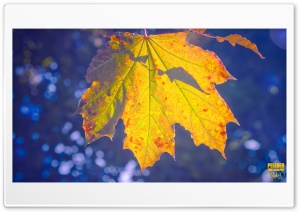 Golden Maple Ultra HD Wallpaper for 4K UHD Widescreen desktop, tablet & smartphone