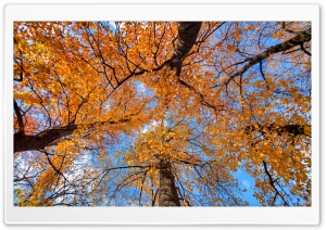 Golden Maple Trees Ultra HD Wallpaper for 4K UHD Widescreen desktop, tablet & smartphone