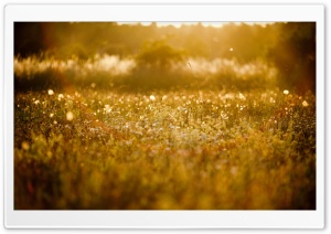 Golden Meadow Ultra HD Wallpaper for 4K UHD Widescreen desktop, tablet & smartphone