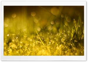 Golden Morning Bokeh Ultra HD Wallpaper for 4K UHD Widescreen desktop, tablet & smartphone