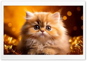 Golden Persian Kitten Holiday 4K UHD Wallpaper for Widescreen and UltraWide Desktop, UltraHD TV, Smartphone, Tablet