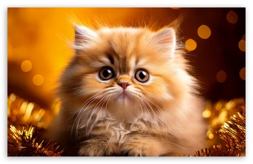 Golden Persian Kitten Holiday UltraHD Wallpaper for UHD 16:9 ; HD 16:9 ; UltraWide 21:9 24:10 ; Widescreen 16:10 5:3 ; Fullscreen 4:3 5:4 3:2 ; Tablet 1:1 ; Mobile 9:16 9:19.5 9:20 9:21 9:22 10:16 2:3 3:5 3:4 ;