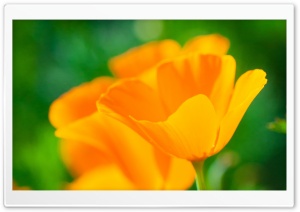 Golden Poppies Ultra HD Wallpaper for 4K UHD Widescreen desktop, tablet & smartphone