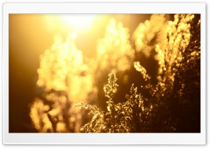 Golden Reeds Ultra HD Wallpaper for 4K UHD Widescreen desktop, tablet & smartphone
