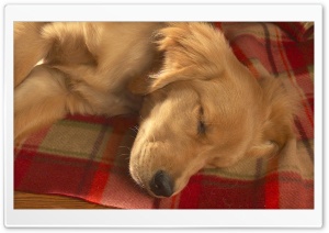 Golden Retreiver Sleeping On Red Plaid Blankets Ultra HD Wallpaper for 4K UHD Widescreen desktop, tablet & smartphone
