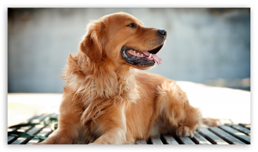 Golden Retriever UltraHD Wallpaper for 8K UHD TV 16:9 Ultra High Definition 2160p 1440p 1080p 900p 720p ;