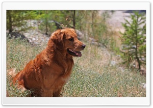 Golden Retriever Dog Ultra HD Wallpaper for 4K UHD Widescreen desktop, tablet & smartphone