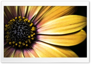 Golden Shasta Daisy Ultra HD Wallpaper for 4K UHD Widescreen desktop, tablet & smartphone
