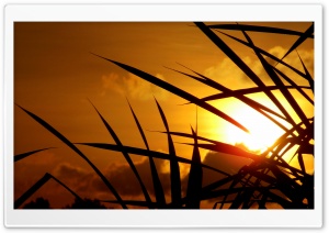 Golden Sky Ultra HD Wallpaper for 4K UHD Widescreen desktop, tablet & smartphone