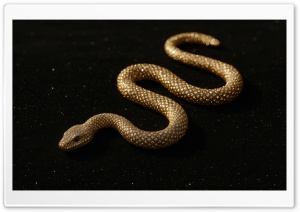 Golden Snake on Black Sand 4K UHD Wallpaper for Widescreen and UltraWide Desktop, UltraHD TV, Smartphone, Tablet