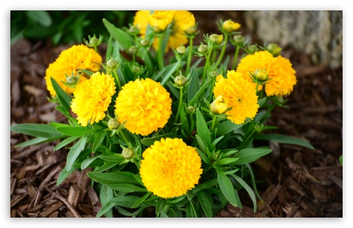 Golden Sphere Coreopsis UltraHD Wallpaper for Wide 16:10 5:3 Widescreen WHXGA WQXGA WUXGA WXGA WGA ; 8K UHD TV 16:9 Ultra High Definition 2160p 1440p 1080p 900p 720p ; UHD 16:9 2160p 1440p 1080p 900p 720p ; Standard 4:3 5:4 3:2 Fullscreen UXGA XGA SVGA QSXGA SXGA DVGA HVGA HQVGA ( Apple PowerBook G4 iPhone 4 3G 3GS iPod Touch ) ; Smartphone 5:3 WGA ; Tablet 1:1 ; iPad 1/2/Mini ; Mobile 4:3 5:3 3:2 16:9 5:4 - UXGA XGA SVGA WGA DVGA HVGA HQVGA ( Apple PowerBook G4 iPhone 4 3G 3GS iPod Touch ) 2160p 1440p 1080p 900p 720p QSXGA SXGA ; Dual 16:10 5:3 16:9 4:3 5:4 WHXGA WQXGA WUXGA WXGA WGA 2160p 1440p 1080p 900p 720p UXGA XGA SVGA QSXGA SXGA ;