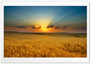 Golden Summer Field Ultra HD Wallpaper for 4K UHD Widescreen desktop, tablet & smartphone