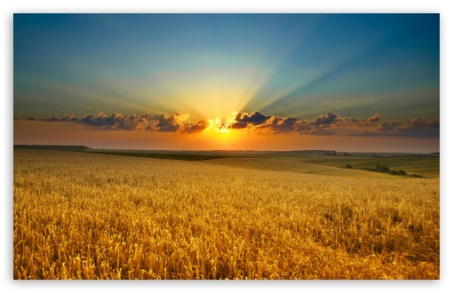 Golden Summer Field UltraHD Wallpaper for 8K UHD TV 16:9 Ultra High Definition 2160p 1440p 1080p 900p 720p ; UltraWide 32:10 ; Widescreen 16:10 5:3 WHXGA WQXGA WUXGA WXGA WGA ; Fullscreen 4:3 5:4 3:2 UXGA XGA SVGA QSXGA SXGA DVGA HVGA HQVGA ( Apple PowerBook G4 iPhone 4 3G 3GS iPod Touch ) ; Tablet 1:1 ; Mobile 3:5 3:4 - ; Dual 16:10 5:3 16:9 4:3 5:4 WHXGA WQXGA WUXGA WXGA WGA 2160p 1440p 1080p 900p 720p UXGA XGA SVGA QSXGA SXGA ;