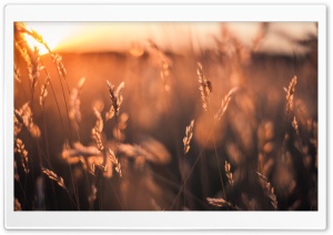 Golden Sun Rays Field Ultra HD Wallpaper for 4K UHD Widescreen desktop, tablet & smartphone