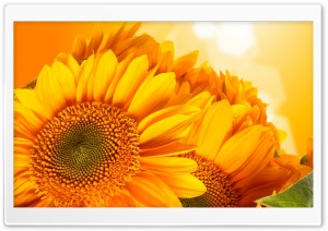 Golden Sunflowers Ultra HD Wallpaper for 4K UHD Widescreen desktop, tablet & smartphone