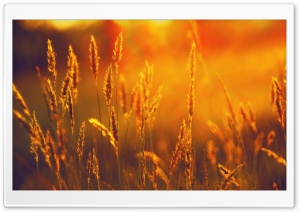 Golden Sunlight Ultra HD Wallpaper for 4K UHD Widescreen desktop, tablet & smartphone