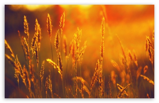 Golden Sunlight Ultra HD Desktop Background Wallpaper for 4K UHD TV ...