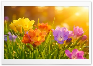 Golden Sunlight on Colorful Freesia 4K UHD Wallpaper for Widescreen and UltraWide Desktop, UltraHD TV, Smartphone, Tablet