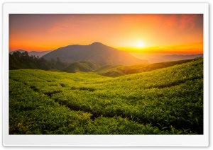 Golden Sunset, Field, Mountains Landscape Ultra HD Wallpaper for 4K UHD Widescreen Desktop, Lockscreen, Screensaver, TV, Tablet, Smartphone