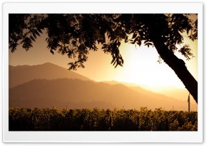 Golden Sunset Over Vineyard Ultra HD Wallpaper for 4K UHD Widescreen desktop, tablet & smartphone