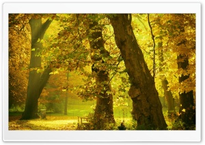 Golden Trees Ultra HD Wallpaper for 4K UHD Widescreen desktop, tablet & smartphone