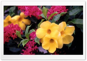 Golden Trumpets Curaao Netherlands Antilles 4K UHD Wallpaper for Widescreen and UltraWide Desktop, UltraHD TV, Smartphone, Tablet