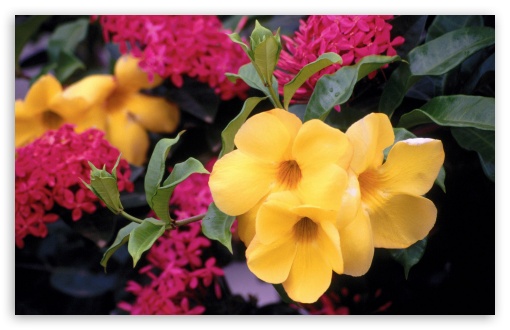 Golden Trumpets Curaao Netherlands Antilles UltraHD Wallpaper for Widescreen 16:10 5:3 ; Fullscreen 4:3 5:4 3:2 ;