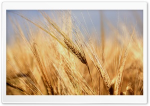 Golden Wheat Ears Ultra HD Wallpaper for 4K UHD Widescreen desktop, tablet & smartphone