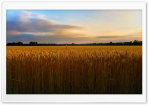 Golden Wheat FIeld Ultra HD Wallpaper for 4K UHD Widescreen desktop, tablet & smartphone