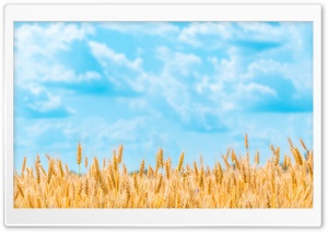 Golden Wheat Field Ultra HD Wallpaper for 4K UHD Widescreen desktop, tablet & smartphone