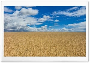 Golden Wheat Field, Clouds, Summer 4K UHD Wallpaper for Widescreen and UltraWide Desktop, UltraHD TV, Smartphone, Tablet