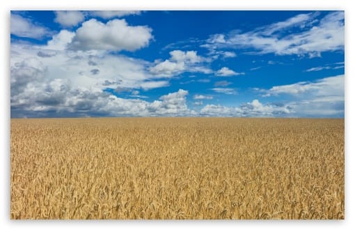 Golden Wheat Field, Clouds, Summer UltraHD Wallpaper for UHD 16:9 ; HD 16:9 ; UltraWide 21:9 24:10 ; Widescreen 16:10 ; Tablet 1:1 ; Mobile 9:16 9:19.5 9:20 9:21 9:22 ;