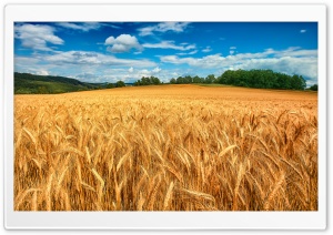 Golden Wheat Field Landscape Ultra HD Wallpaper for 4K UHD Widescreen desktop, tablet & smartphone